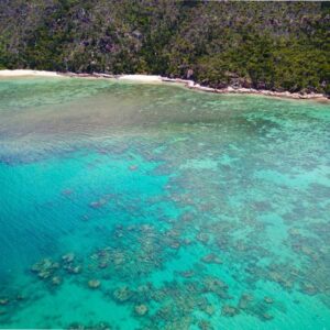 coral reef in the whitsundays