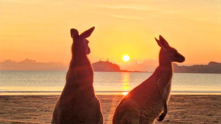 Driftwood Tours Sunrise with Kangaroos experince 