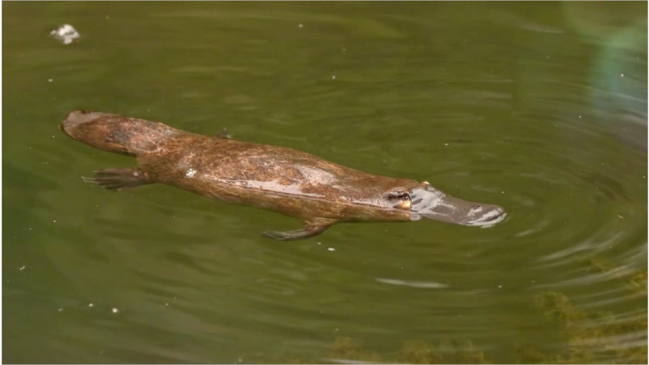 Platypus and waterfall tour from Airlie Beach